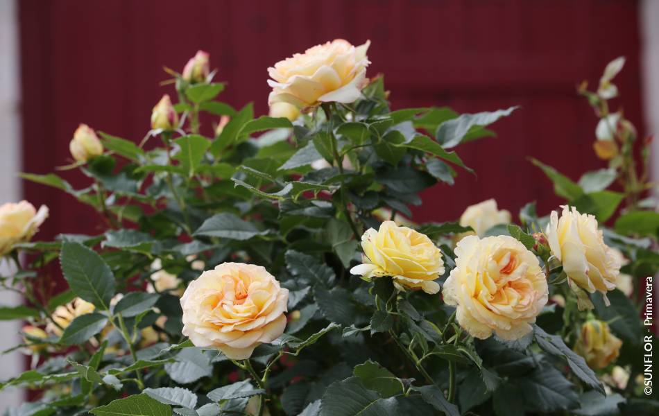 ©SUNFLOR - Primavera